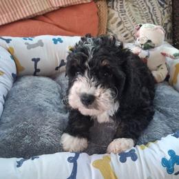 Olive 12 lbs - Tri-color female Bernedoodle puppy in Clermont, Florida from Sammy's Puppies