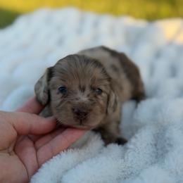 Bluey - Dapple female Dachshund puppy in Huffman, Texas from Alex's Dachshunds