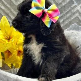 Aussiedoodles from Rothsolid Puppies