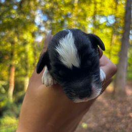 Bentley - Black and white male Sheepadoodle puppy in Clemson, South Carolina from Love Tallulah Sheepadoodles LLC