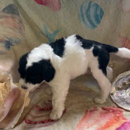 Girl 3 - Black and white Portuguese Water Dog puppy in Waukesha, Wisconsin from High Tide PWDs