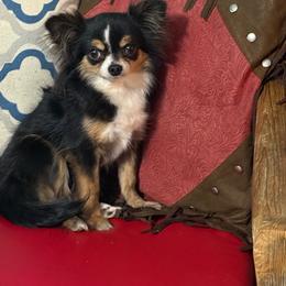 Foxy - Black and tan female Chihuahua puppy in Dime Box, Texas from Color Me Crazy Chihuahuas