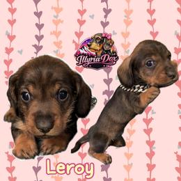 Leroy - Wild boar male Dachshund puppy in Livingston, Kentucky from Illyria Dox & GSD