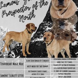 Yukon - Labrador Retriever