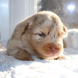 Java - Red merle male Australian Shepherd puppy in Coldwater, Michigan from Northern Star Australian Shepherds