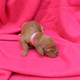 Vizsla Puppies from Summit Vizsla (we can deliver to you)
