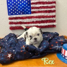 Rex - Black gold and white male Shih Tzu puppy in Houston, Texas from Pup Paw-lace