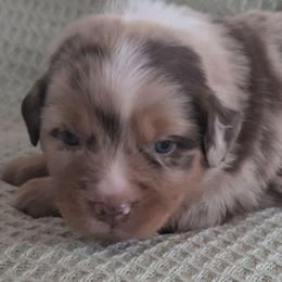 Jasper - Red merle male Miniature Australian Shepherd puppy in Crockett, Texas from Pleasant Grove Aussies