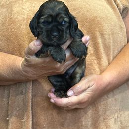 Buddy - Sable male Cocker Spaniel puppy in Staten Island, New York from Minster Cocker Spaniels