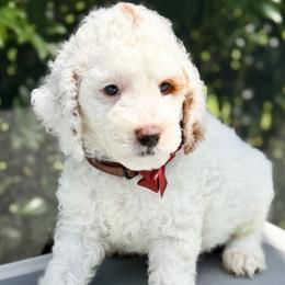 Ravioli - Parti male Goldendoodle puppy in Miami, Florida from Jade’s Paws & Co. Of Miami LLC