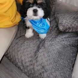 Cavalier King Charles Spaniel and Shih Tzu Puppies from Nashell Lynem