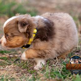 Miniature American Shepherd, Miniature Australian Shepherd, and Toy Australian Shepherd Puppies from Best Little Aussies