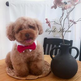 Goose - Poodle