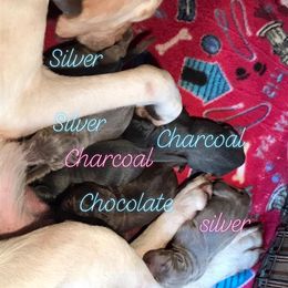 Dilute Retriever and Labrador Retriever Puppies from TLS Retrievers
