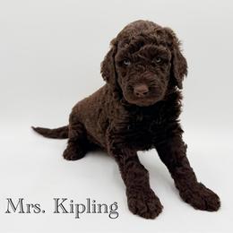 Mrs. Kipling - Chocolate female Goldendoodle puppy in Milford, Pennsylvania from Doodles Are Golden