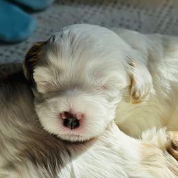 Cavapoo Puppies from The Little Park Farm