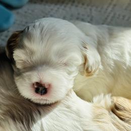 Cavapoo Puppies from The Little Park Farm