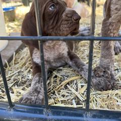 Bracco Italiano and Chihuahua Puppies from Snow Peak Kennel