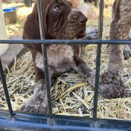 Bracco Italiano and Chihuahua Puppies from Snow Peak Kennel