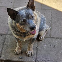Hooey - Australian Cattle Dog