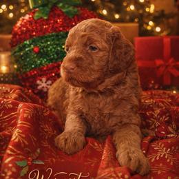 Bliss - Medium - Red  female Goldendoodle puppy in Lancaster, California from Kid's Best Doodle