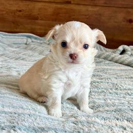 Finn - Cream male Chihuahua puppy in Red Bluff, California from Lane’s Little Long Coats