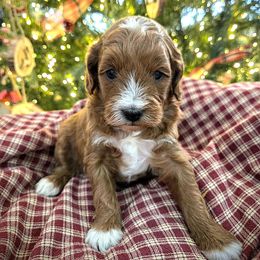 Holly - Red female Cavapoo puppy in Blackfoot, Idaho from Rocky Desert Goldens and Cavaliers