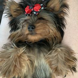Yorkshire Terrier Puppies from Missy Lu Lap Puppies