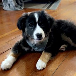 Miniature Australian Shepherd Puppies from Broken T Australian Shepherds