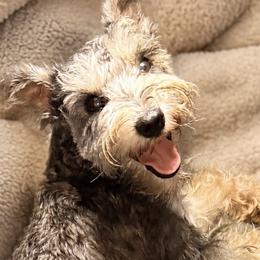 Miniature Schnauzers from Charlies Angels Schnauzers