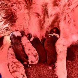 Tie Dyed Red Tri Girl 4 - Red tri-color female Australian Shepherd puppy in Dundee, Ohio from Aussies Of Circle H