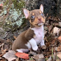 Girl 4 - Chocolate and white female Teddy Roosevelt Terrier puppy in Gadsden, Alabama from Rich Cat’s