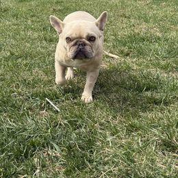 Beau - French Bulldog