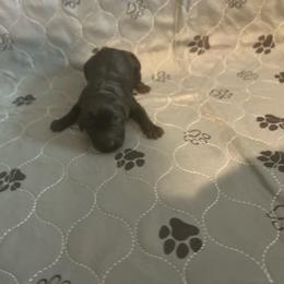 Boy 3 - Black male Labrador Retriever puppy in Four Oaks, North Carolina from TLC Retrievers
