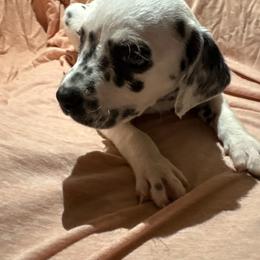 Love bug - White and black female Dalmatian puppy in Fort Cavasos, Texas from Mainstreet Dalmation