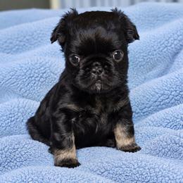 Lil Venom - Black male French Bulldog puppy in Maplewood, New Jersey from Poos&Bulls Keepsake