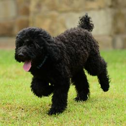 Sheepadoodle Puppies from Riley Grace Puppies