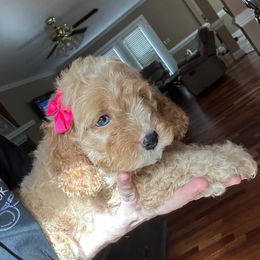 Sissy - Cream female Cockapoo puppy in Mint Hill, North Carolina from DoodleForever