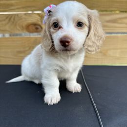 Dachshund Puppies from Lucy’s Mini Doxies