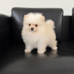 Lina - White female Pomeranian puppy in Granada Hills, California from Pomeranian