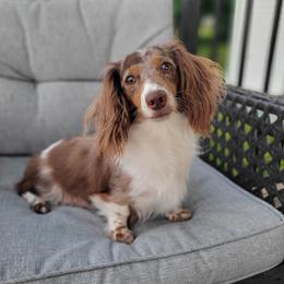 Suzie - Dachshund