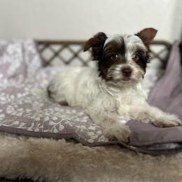 Beautiful Chocolate Parti Coloration Female - Chocolate, tan and white female Yorkshire Terrier puppy in Benson, Arizona from Happy Tails Yorkies