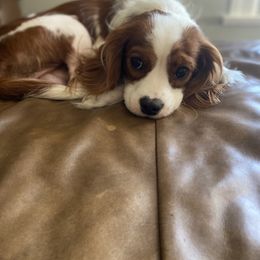 Jack - Cavalier King Charles Spaniel