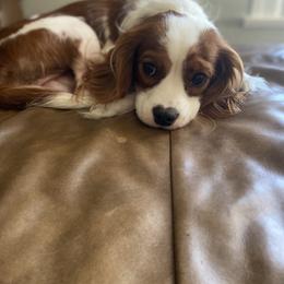 Jack - Cavalier King Charles Spaniel