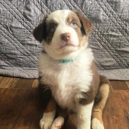 Cocoa - Red tri-color female Australian Shepherd puppy in Russellville, Kentucky from Page Family Homestead