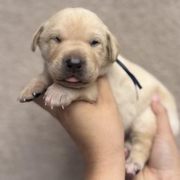 Labrador Retriever Puppies from Kounty Line Kennel LLC