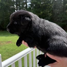 German Shepherd puppies from German Shepherds of Virginia