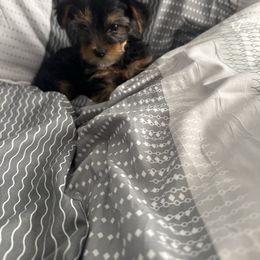 Ms Bamba 5350 - Black and tan female Yorkshire Terrier puppy in Las Vegas, Nevada from Made in Heaven Yorkshire Terrier Las Vegas