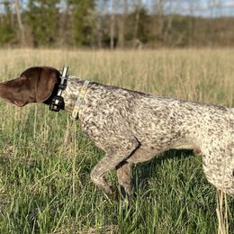 German Shorthaired Pointers from Lauren Kennedy