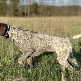 German Shorthaired Pointers from Lauren Kennedy